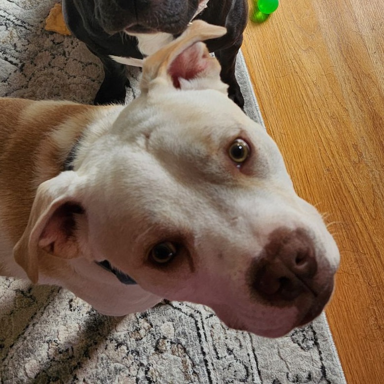 Eyrie, a Adoptable mixed breed in Spring hill, TN image 2/5