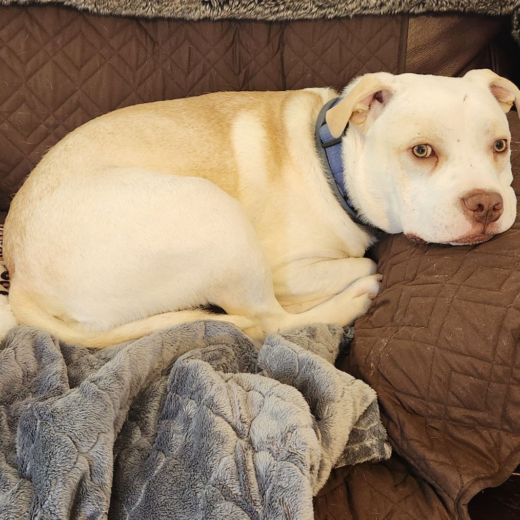 Eyrie, a Adoptable mixed breed in Spring hill, TN image 3/5