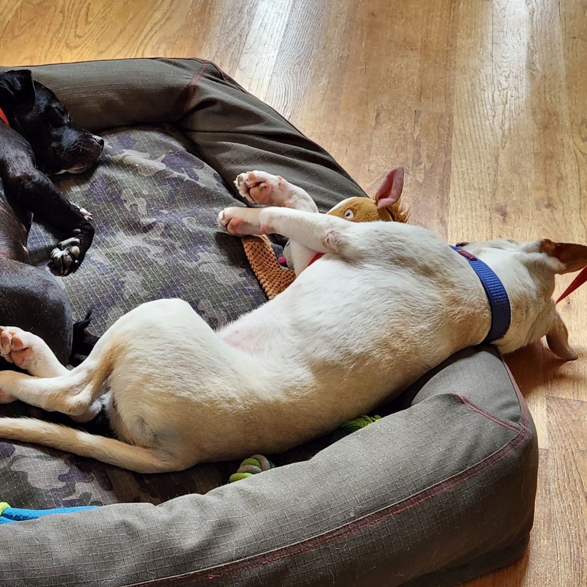 Eyrie, a Adoptable mixed breed in Spring hill, TN image 5/5