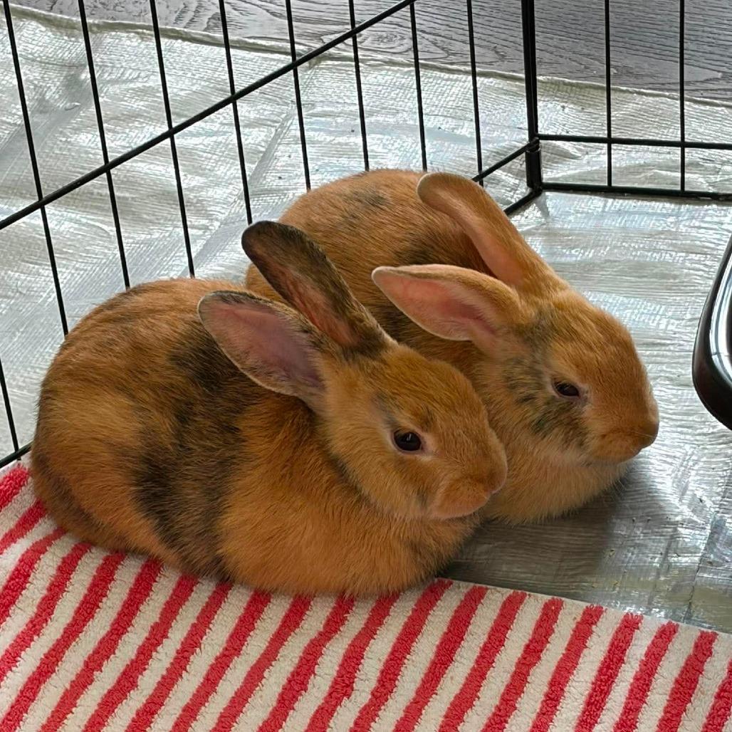Roo (Bonded to Tigger), Adoptable, Baby Female Bunny Rabbit.