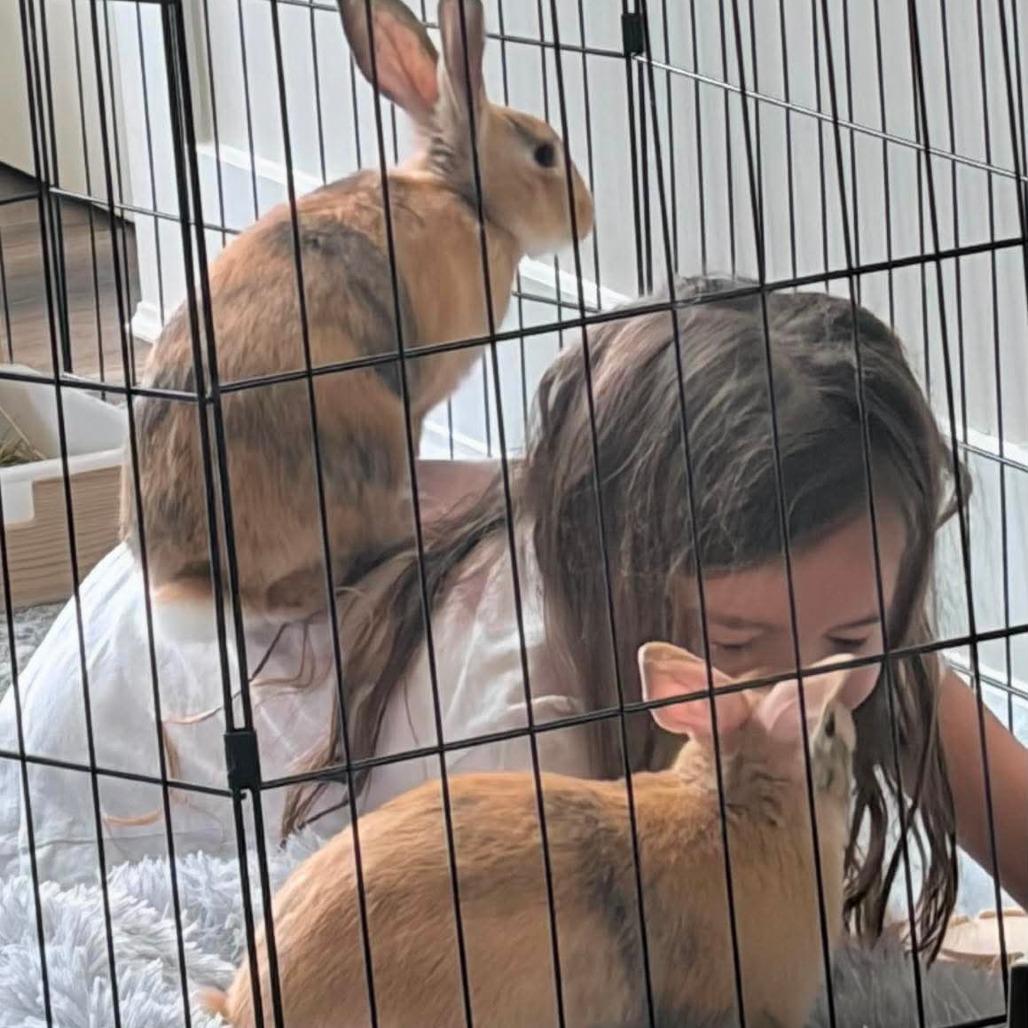 Enlarge Roo (Bonded to Tigger), a Adoptable Bunny Rabbit in Hilliard , FL image 2/5