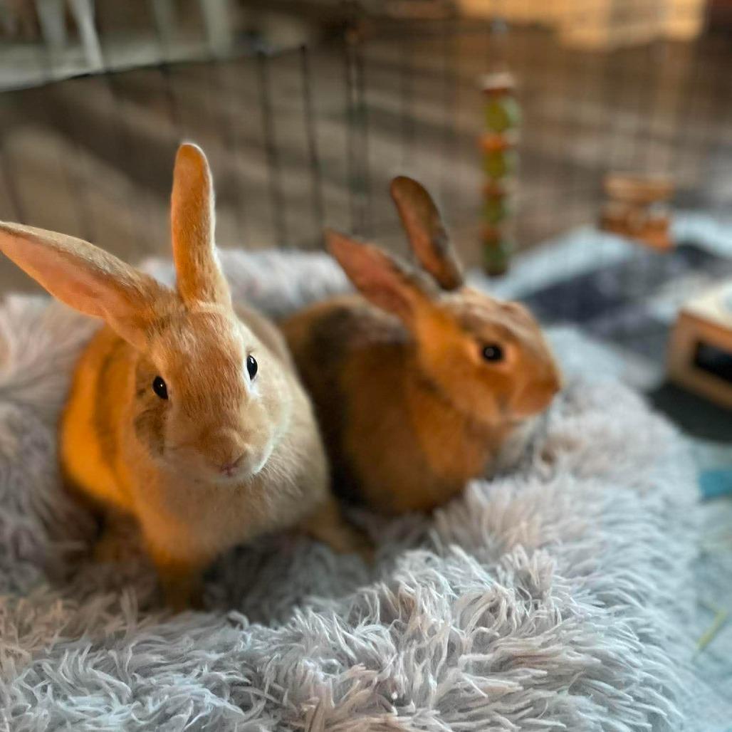 Enlarge Roo (Bonded to Tigger), a Adoptable Bunny Rabbit in Hilliard , FL image 3/5
