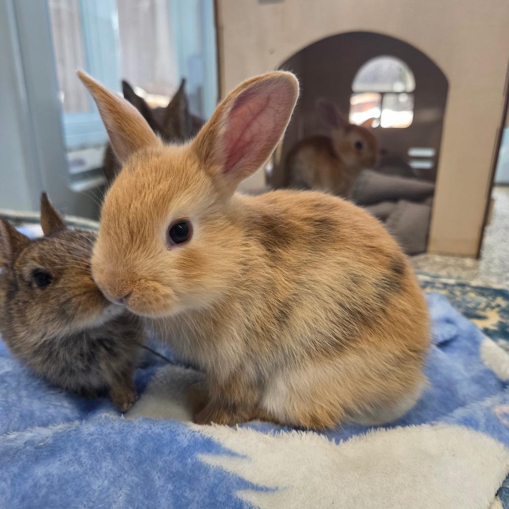 Enlarge Roo (Bonded to Tigger), a Adoptable Bunny Rabbit in Hilliard , FL image 4/5