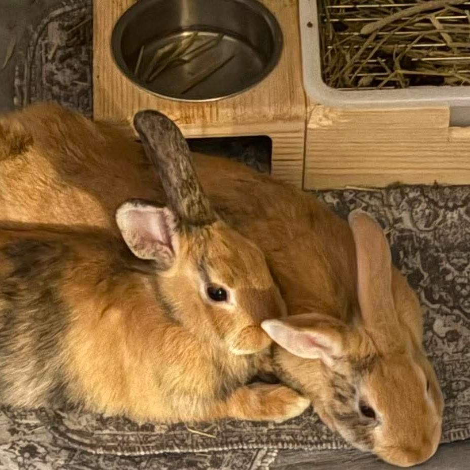 Enlarge Roo (Bonded to Tigger), a Adoptable Bunny Rabbit in Hilliard , FL image 5/5