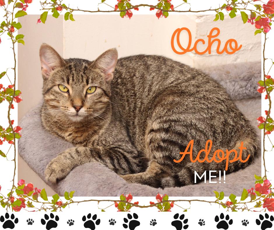 Ocho, Adoptable, Adult Female Domestic Short Hair.