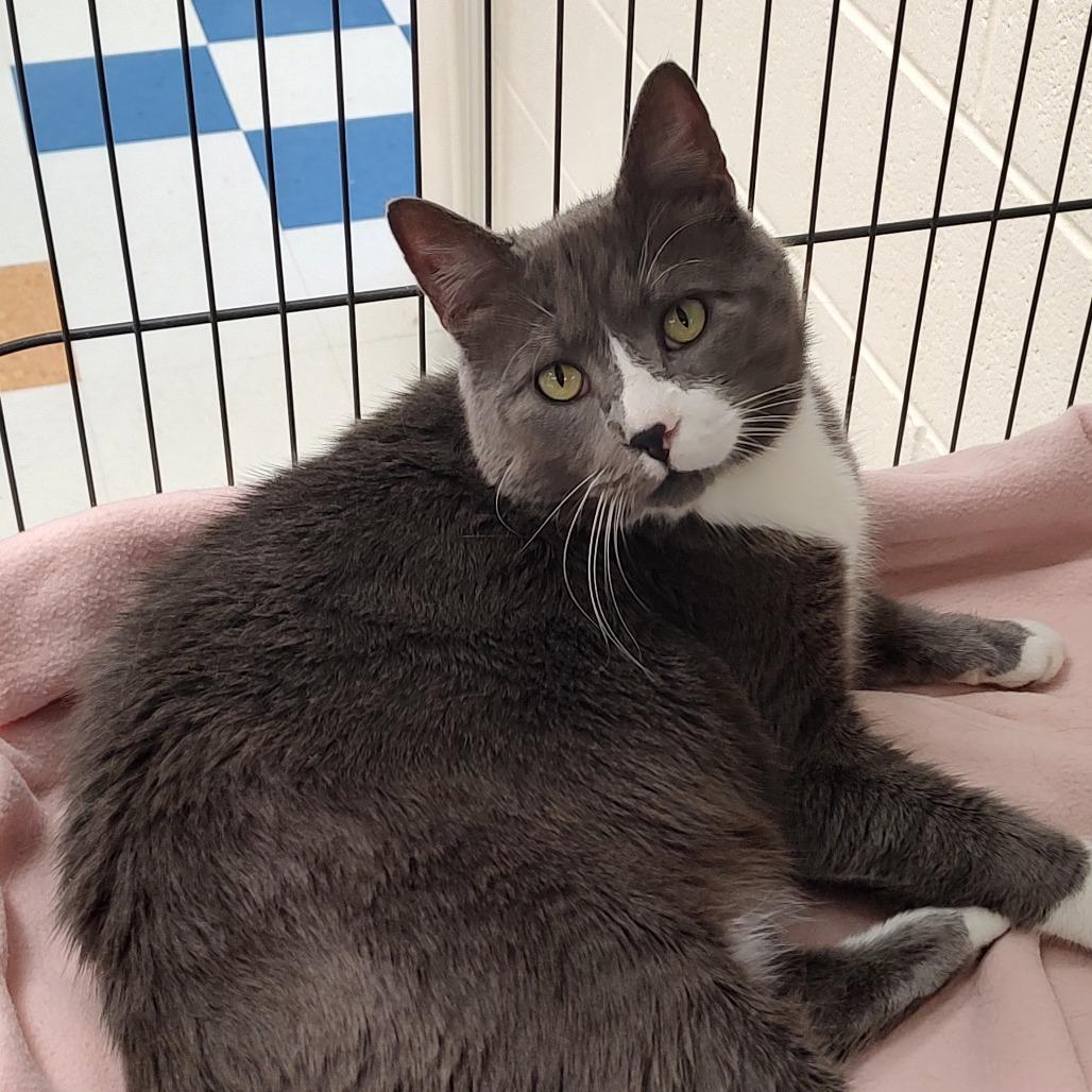 Eddard, Adoptable, Senior Male Domestic Short Hair.
