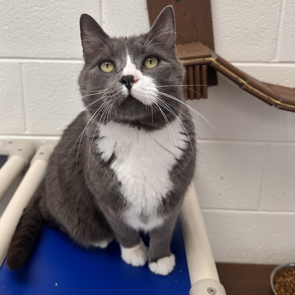 Enlarge Eddard, a Adoptable Domestic Short Hair in Rocky Mount, VA image 2/2