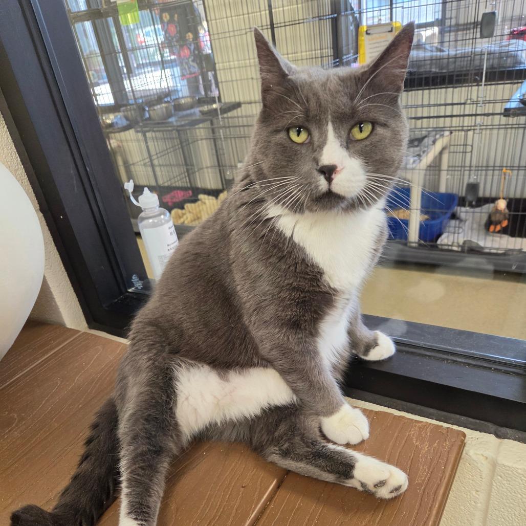Enlarge Eddard, a Adoptable Domestic Short Hair in Rocky Mount, VA image 3/3