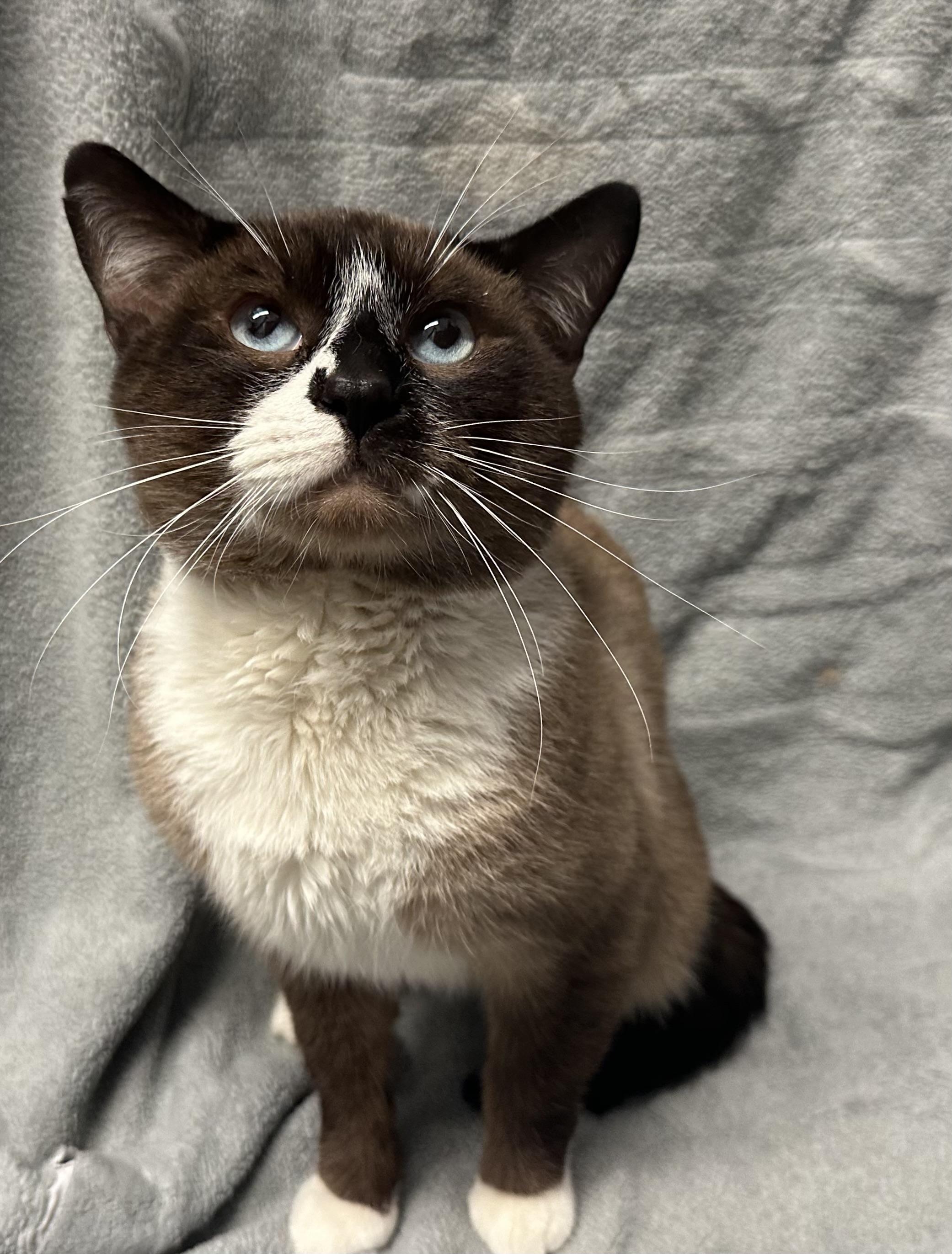 August, Adopted, Young Male Domestic Short Hair.