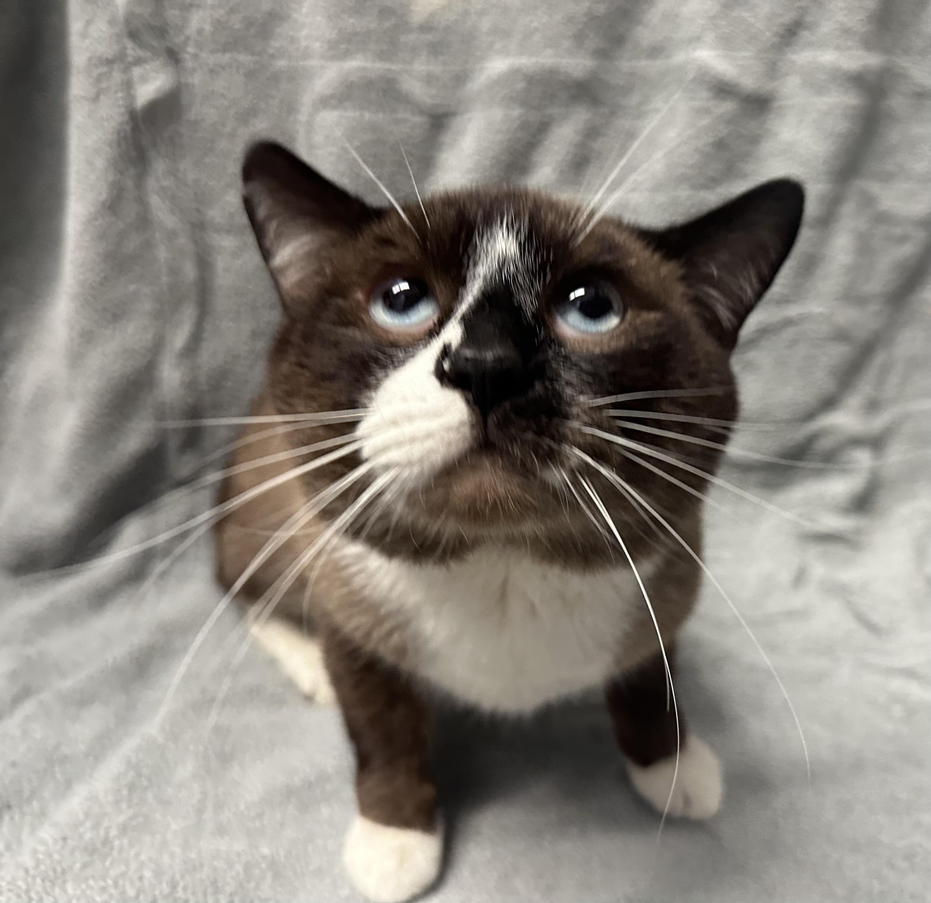 August, a Adopted Domestic Short Hair in Grand Rapids, MI image 3/3