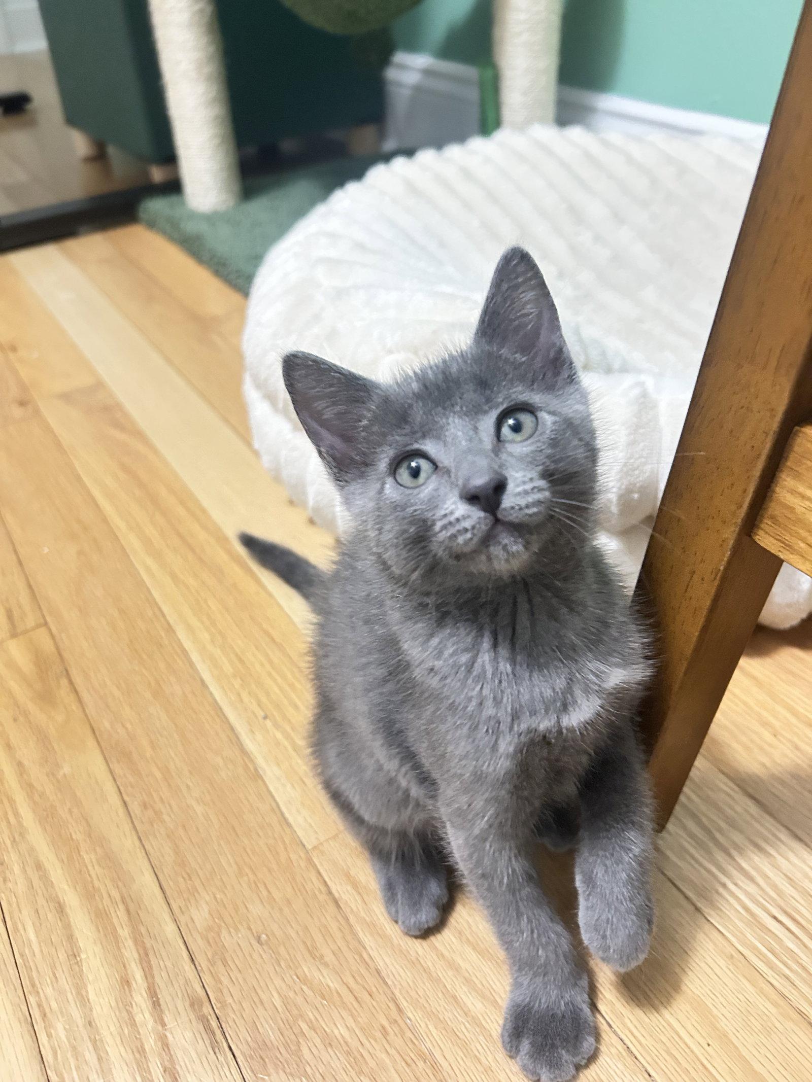Enlarge Stormy (1287), a Adoptable Domestic Short Hair in Wesley Chapel, FL image 1/1