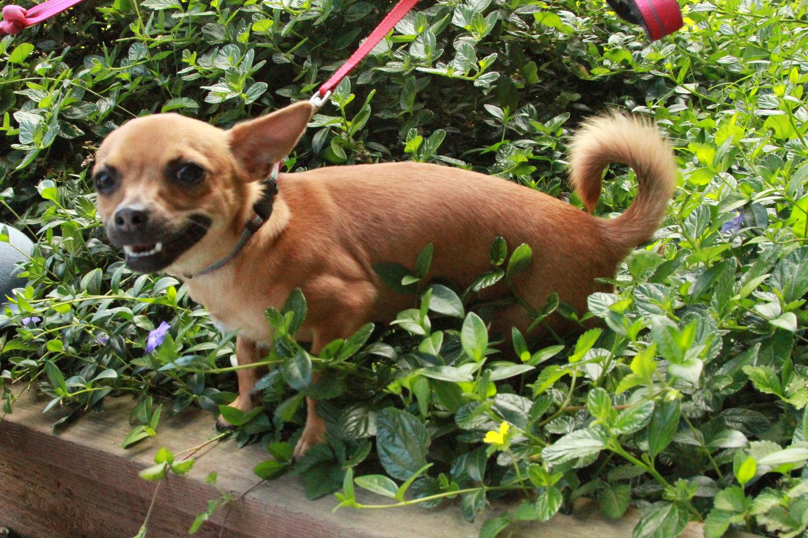 Brian, Adopted, Young Male Chihuahua & Dachshund.