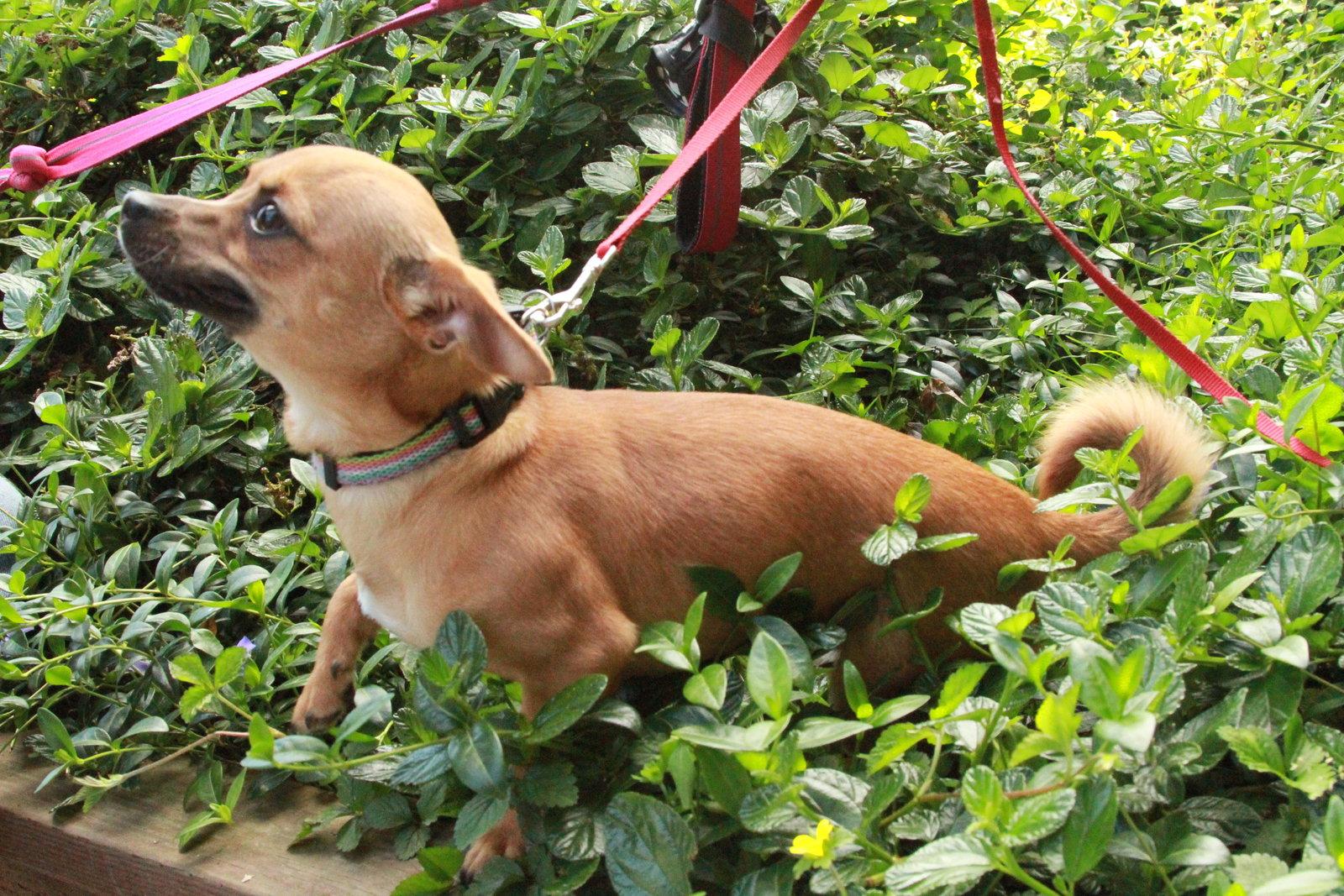 Brian, a Adopted mixed breed in San Francisco, CA image 2/3