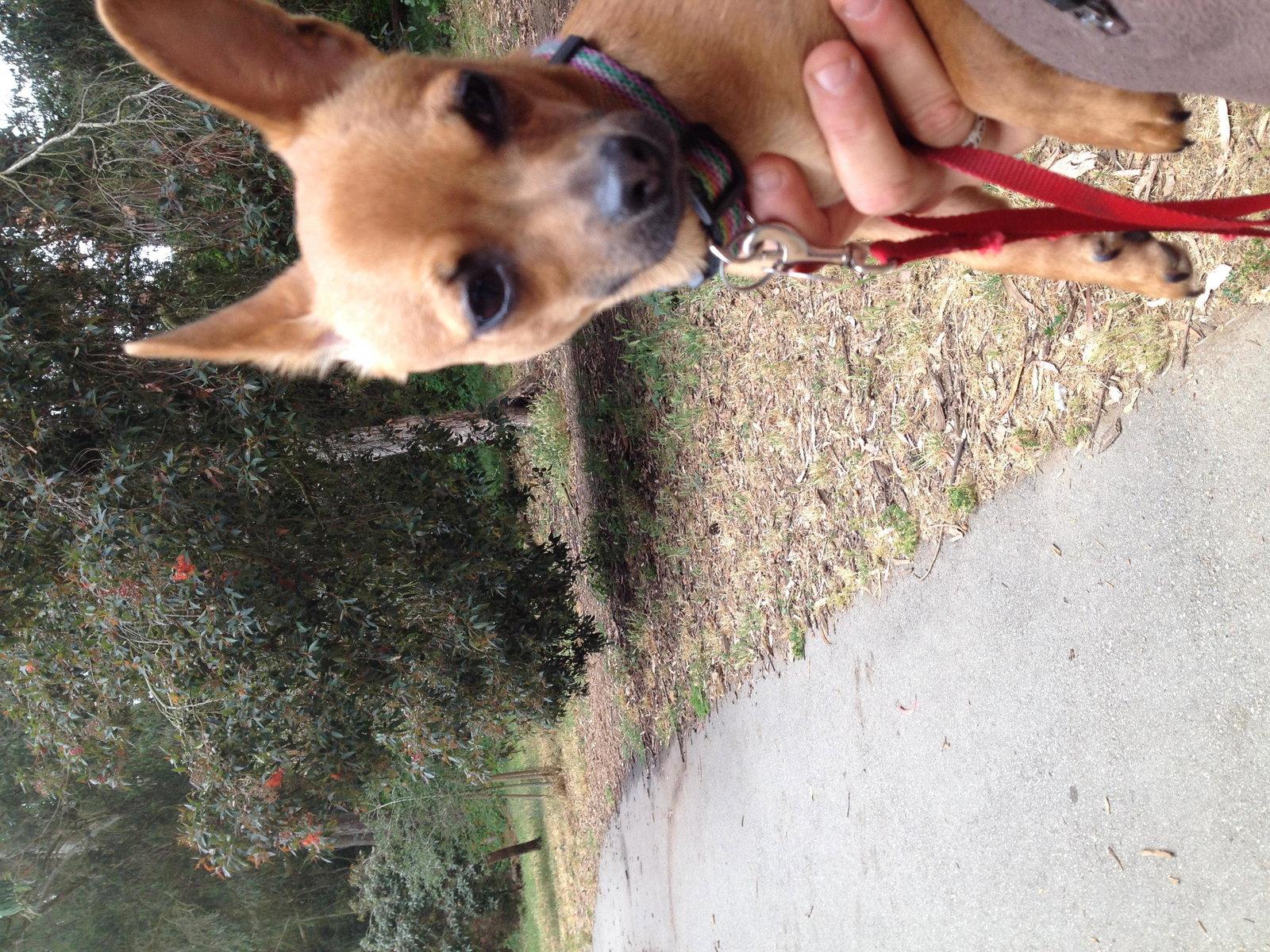 Brian, a Adopted mixed breed in San Francisco, CA image 3/3