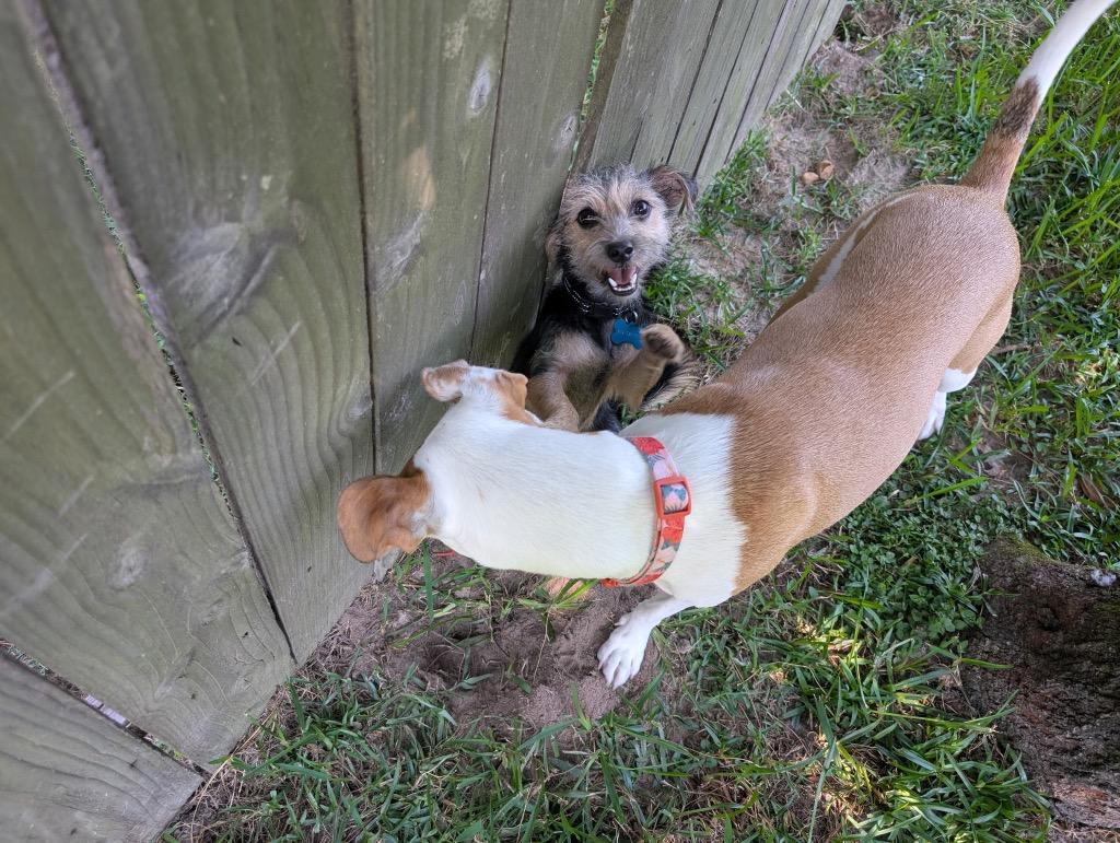 Enlarge Charles Maxwell, a Adoptable mixed breed in CONROE, TX image 3/4