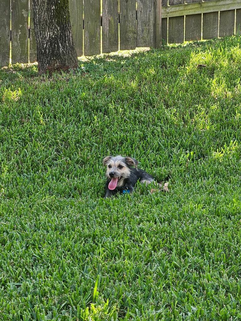 Enlarge Charles Maxwell, a Adoptable mixed breed in CONROE, TX image 2/4