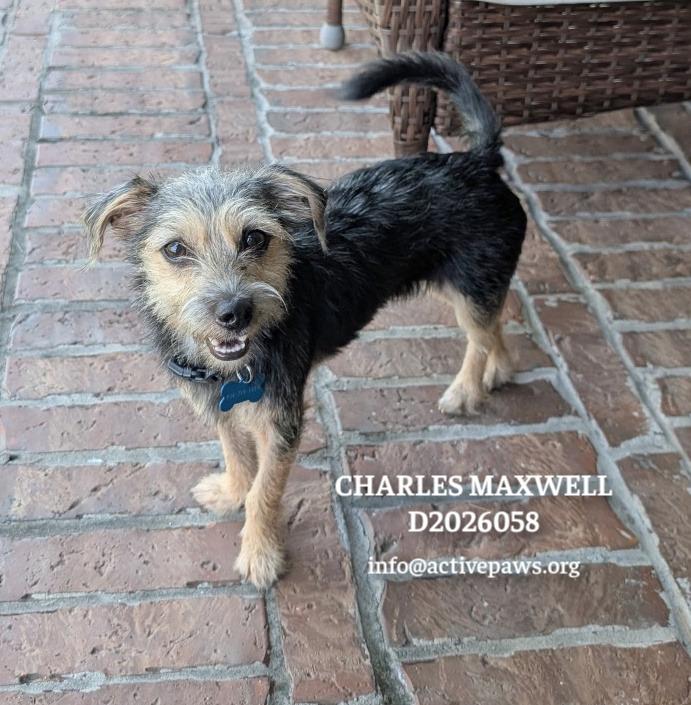 Charles Maxwell, Adoptable, Young Male Dachshund & Yorkshire Terrier.