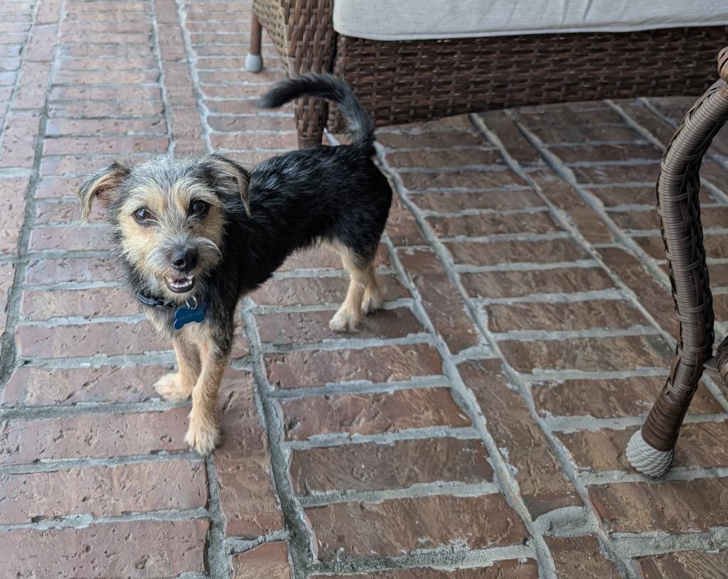 Enlarge Charles Maxwell, a Adoptable mixed breed in CONROE, TX image 4/4