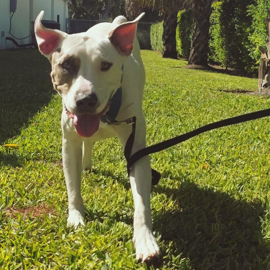 Enlarge Julian, a Adoptable Mixed Breed in Sarasota, FL image 1/6