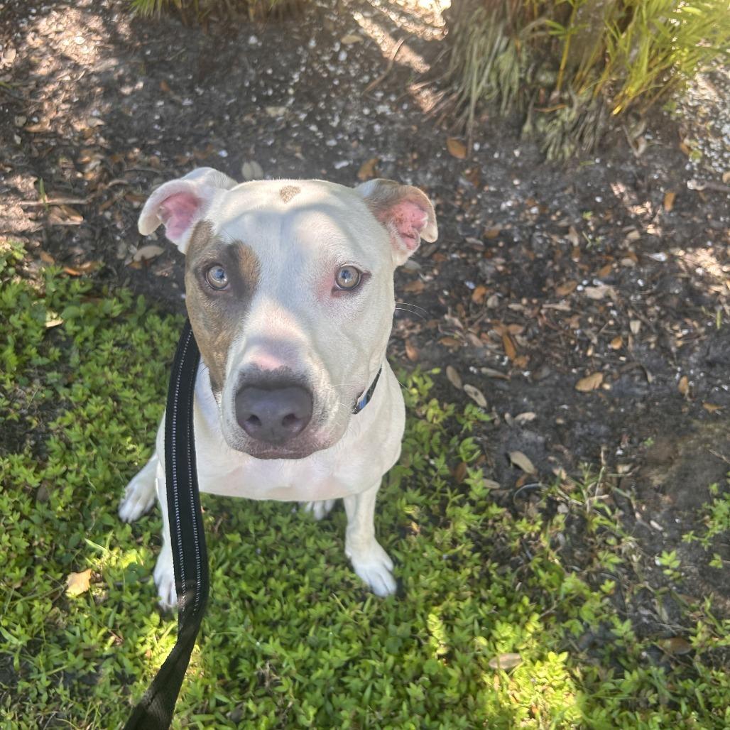 Enlarge Julian, a Adoptable Mixed Breed in Sarasota, FL image 2/6