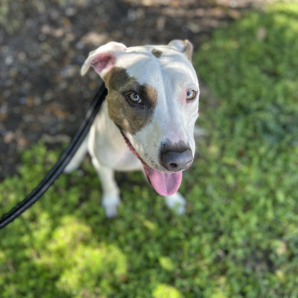 Enlarge Julian, a Adoptable Mixed Breed in Sarasota, FL image 3/6