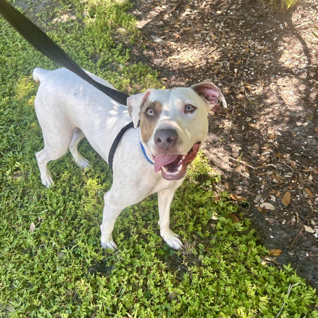 Enlarge Julian, a Adoptable Mixed Breed in Sarasota, FL image 4/6