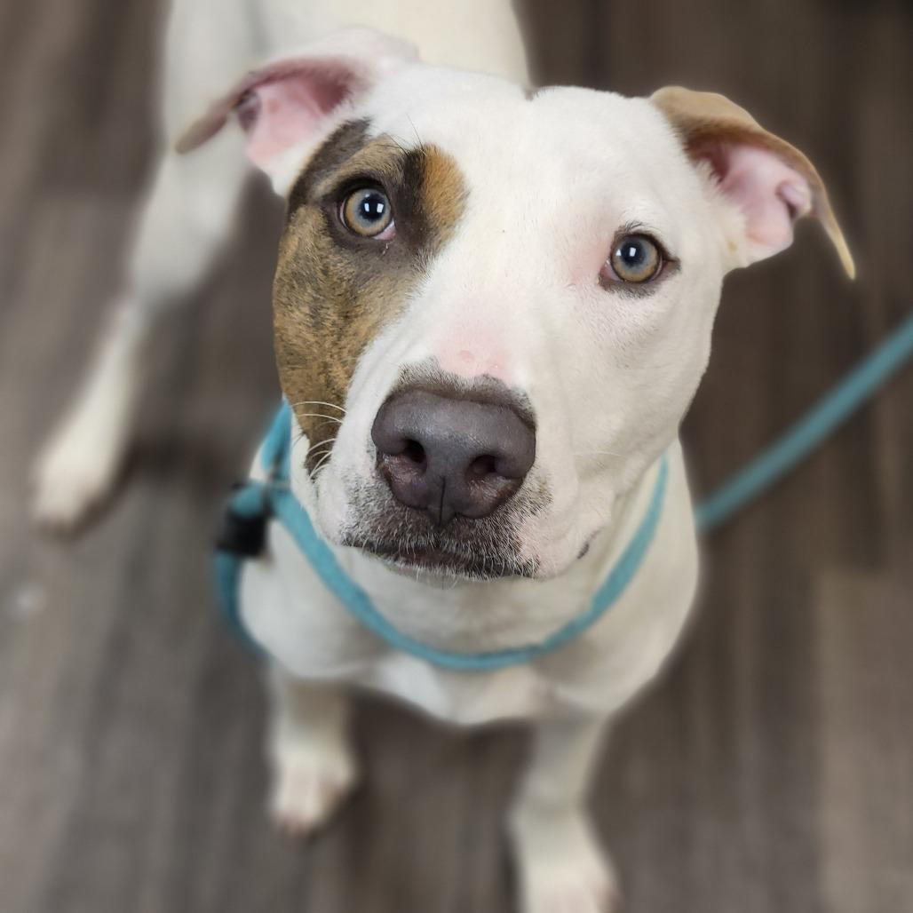 Enlarge Julian, a Adoptable Mixed Breed in Sarasota, FL image 5/6