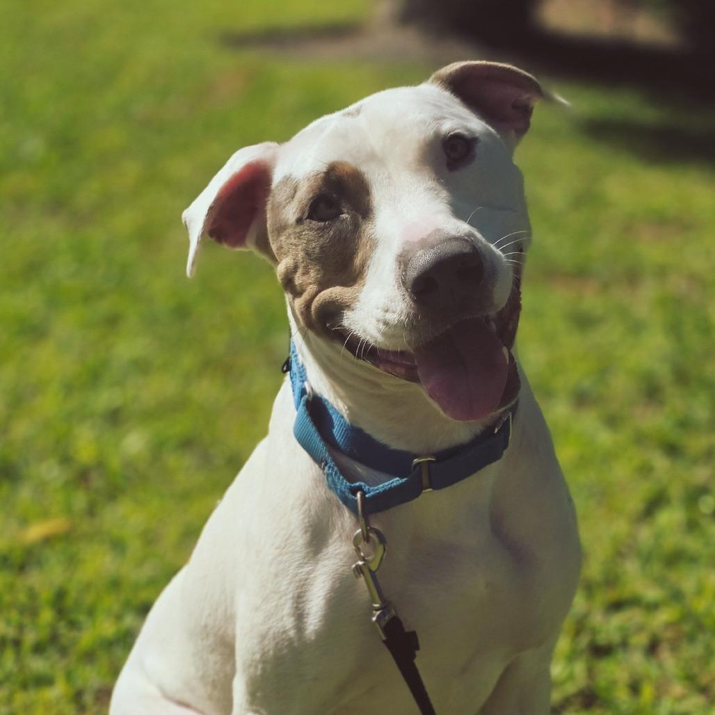 Enlarge Julian, a Adoptable Mixed Breed in Sarasota, FL image 6/6