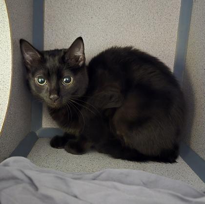 Snickers  I Am thumbnail 2