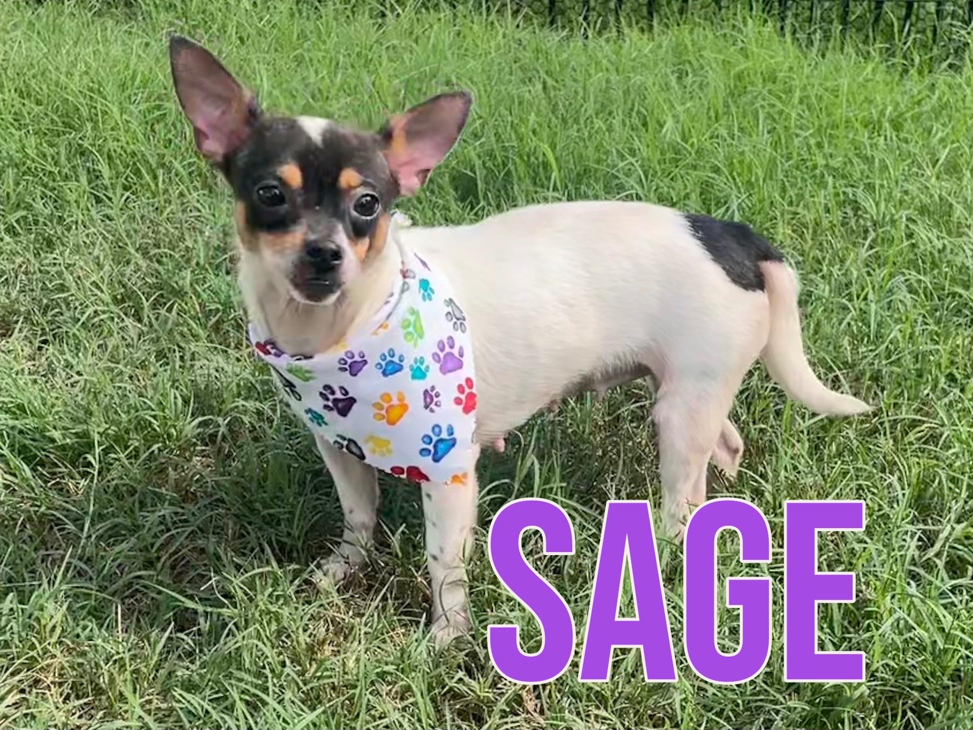 Enlarge Sage in Texarkana TX, a ADOPTABLE mixed breed in Texarkana, TX image 1/6