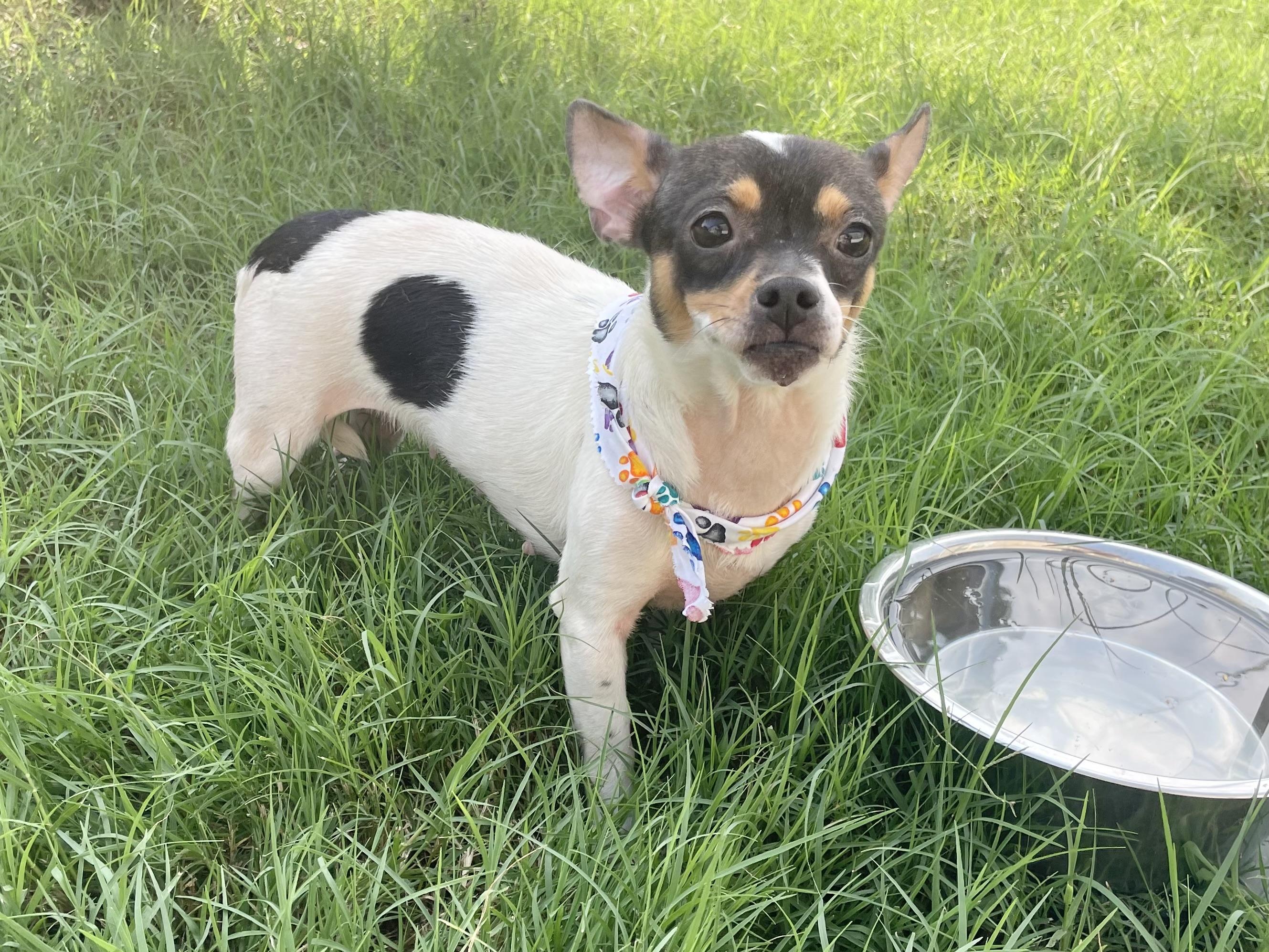 Enlarge Sage in Texarkana TX, a ADOPTABLE mixed breed in Texarkana, TX image 6/6