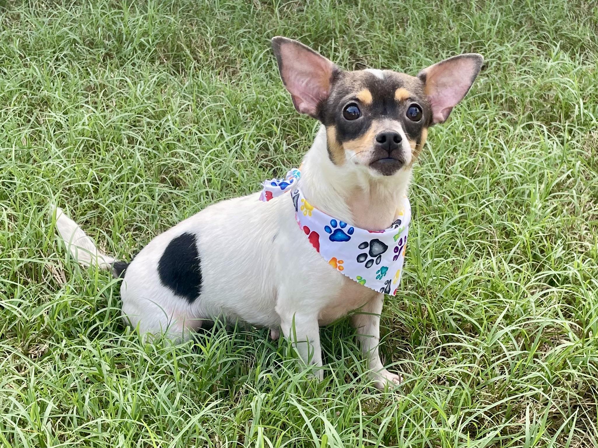 Enlarge Sage in Texarkana TX, a ADOPTABLE mixed breed in Texarkana, TX image 5/6