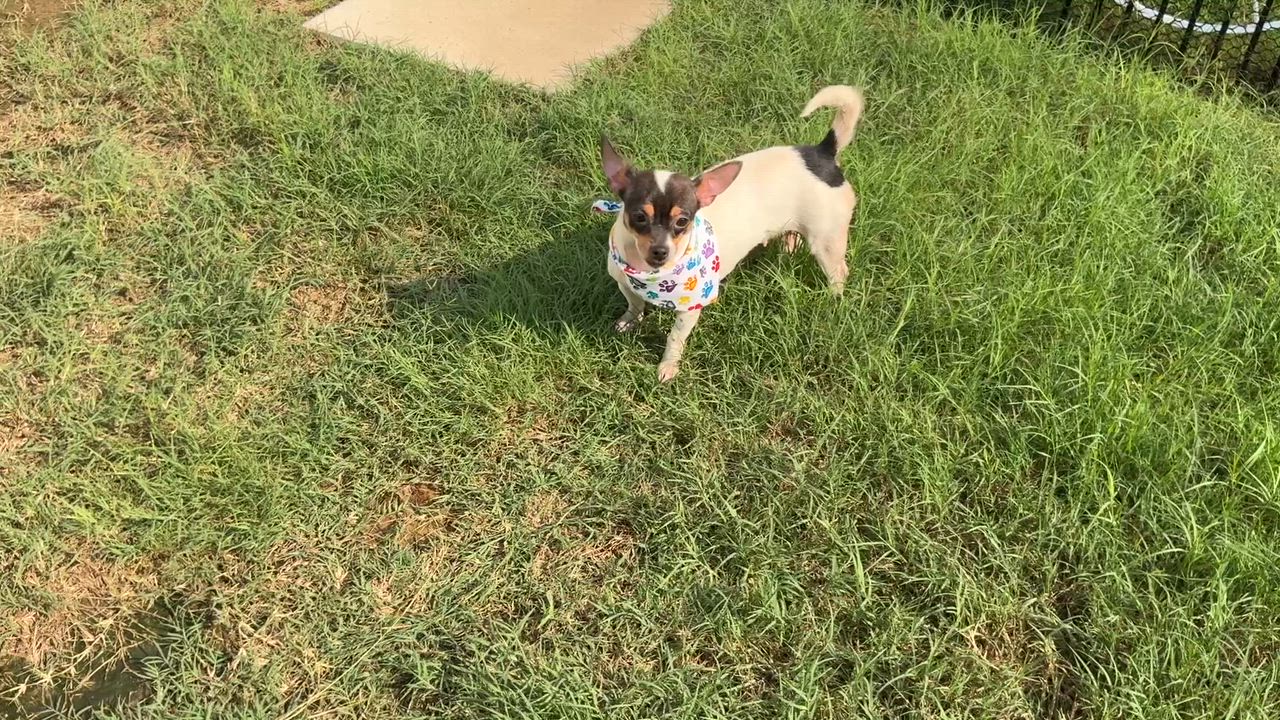 Enlarge Sage in Texarkana TX, a ADOPTABLE mixed breed in Texarkana, TX video 3/6