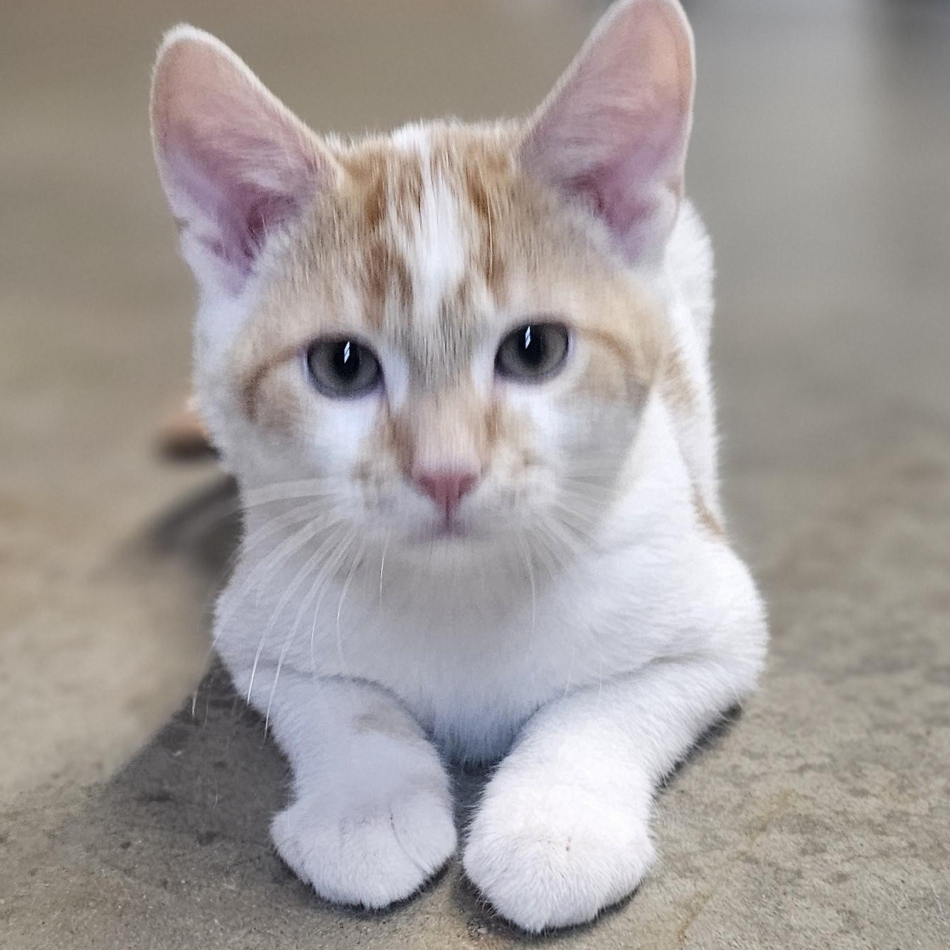 Enlarge STUBBS, a Adoptable American Shorthair in Pinedale, WY image 3/5