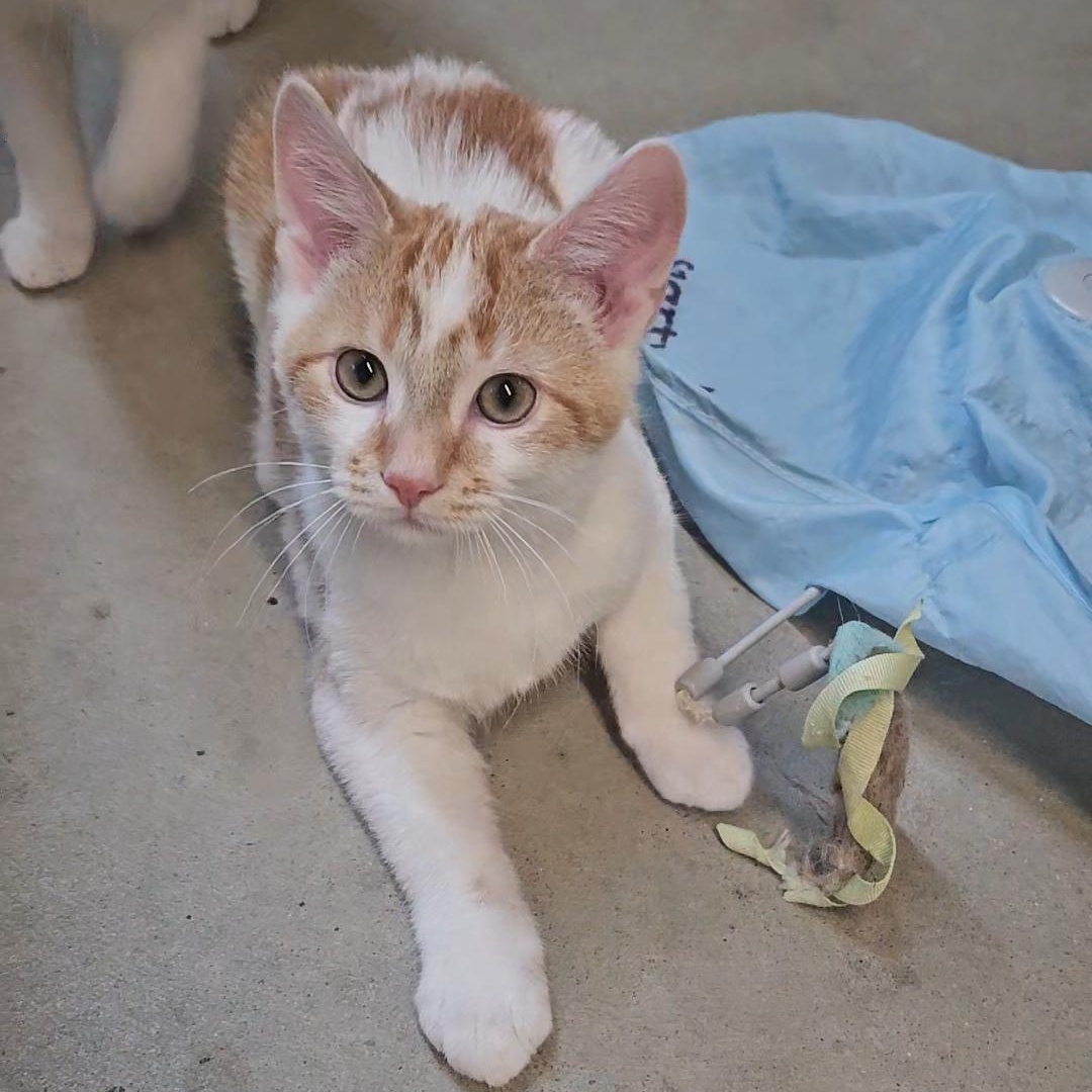 Enlarge STUBBS, a Adoptable American Shorthair in Pinedale, WY image 4/5