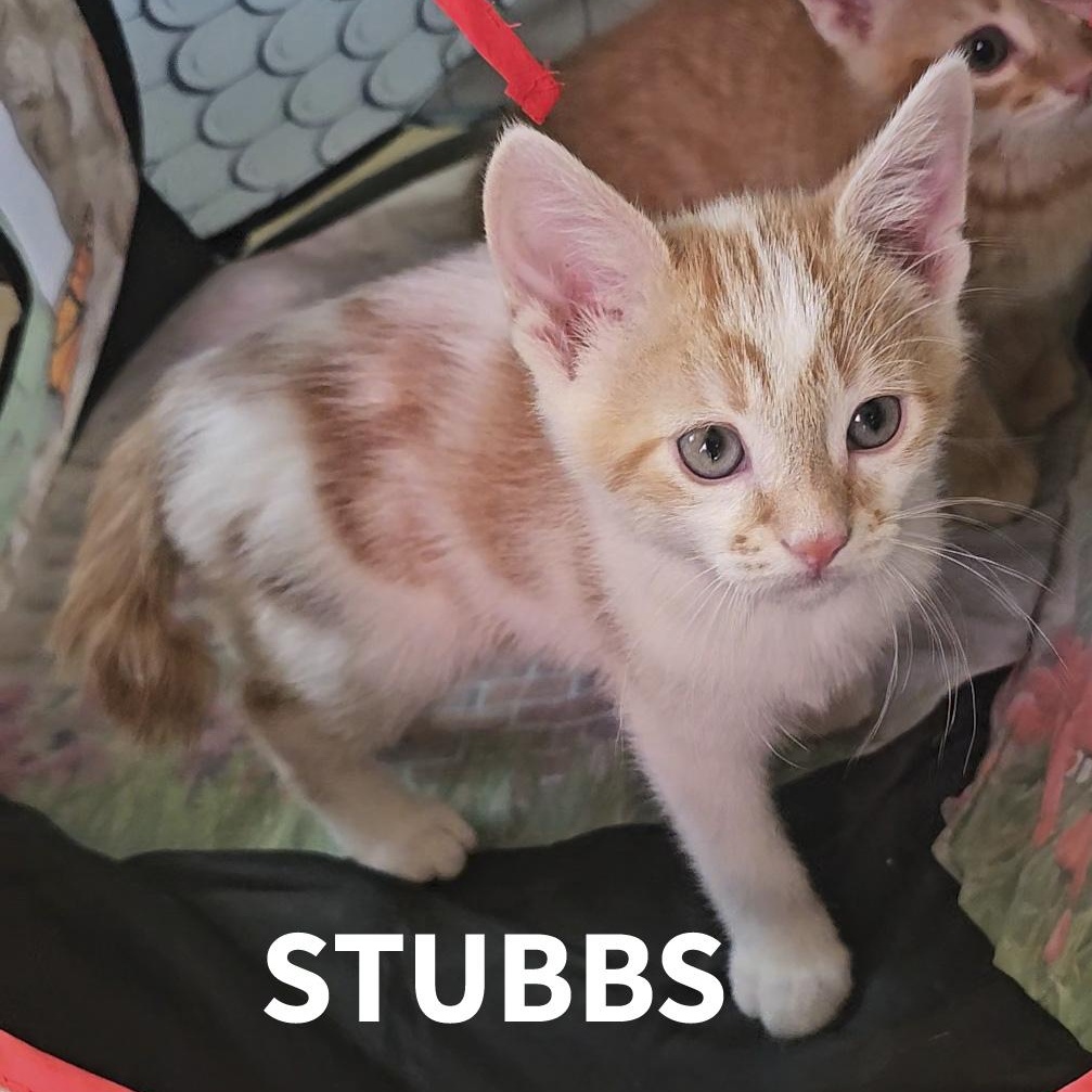 Enlarge STUBBS, a Adoptable American Shorthair in Pinedale, WY image 2/5