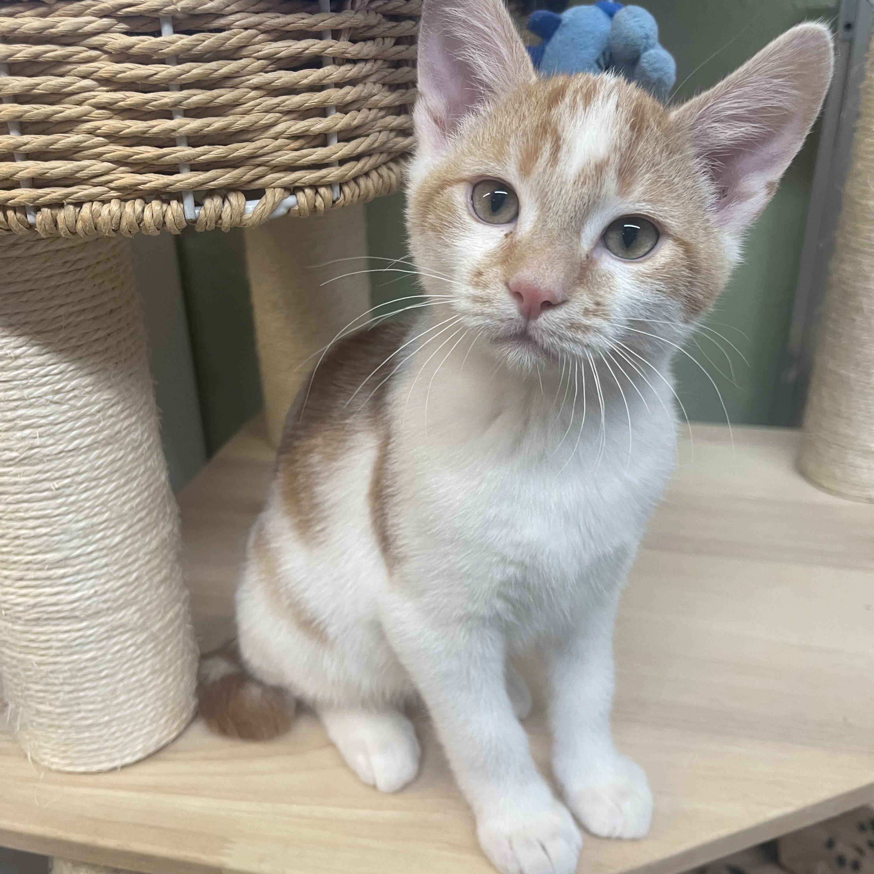 Enlarge STUBBS, a Adoptable American Shorthair in Pinedale, WY image 1/5