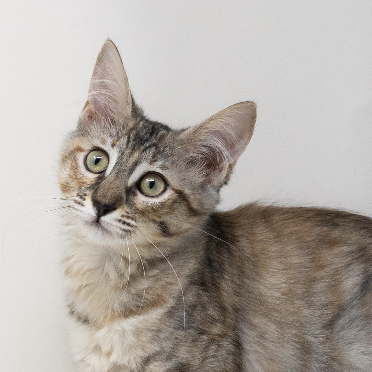 Enlarge Flurry, a Adopted mixed breed in Trophy Club, TX image 1/6