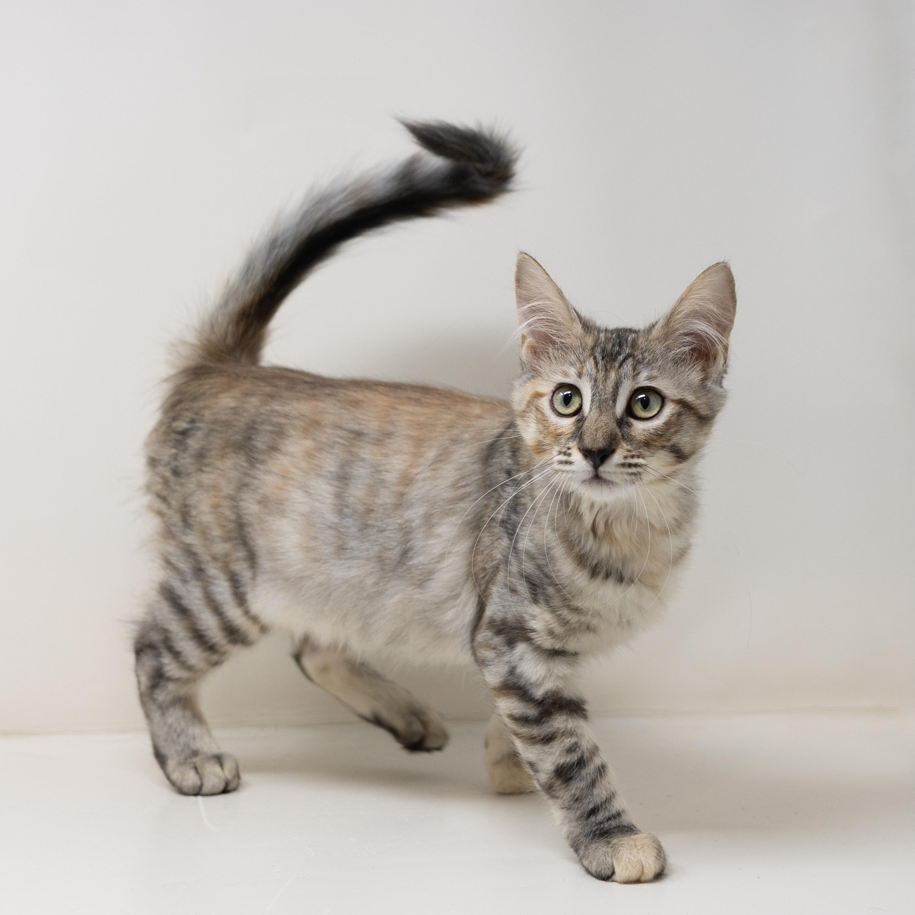 Enlarge Flurry, a Adopted mixed breed in Trophy Club, TX image 3/6