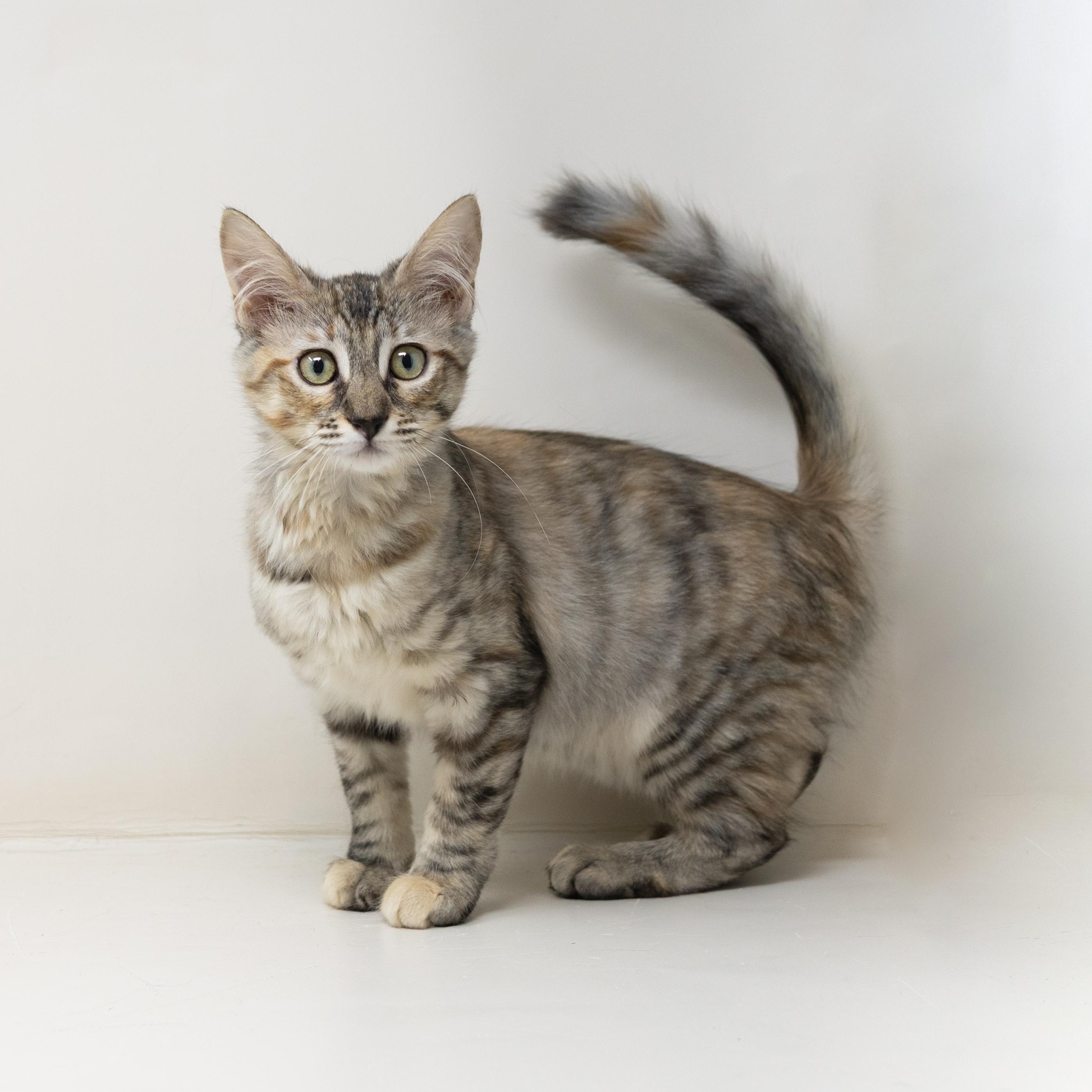 Enlarge Flurry, a Adopted mixed breed in Trophy Club, TX image 2/6