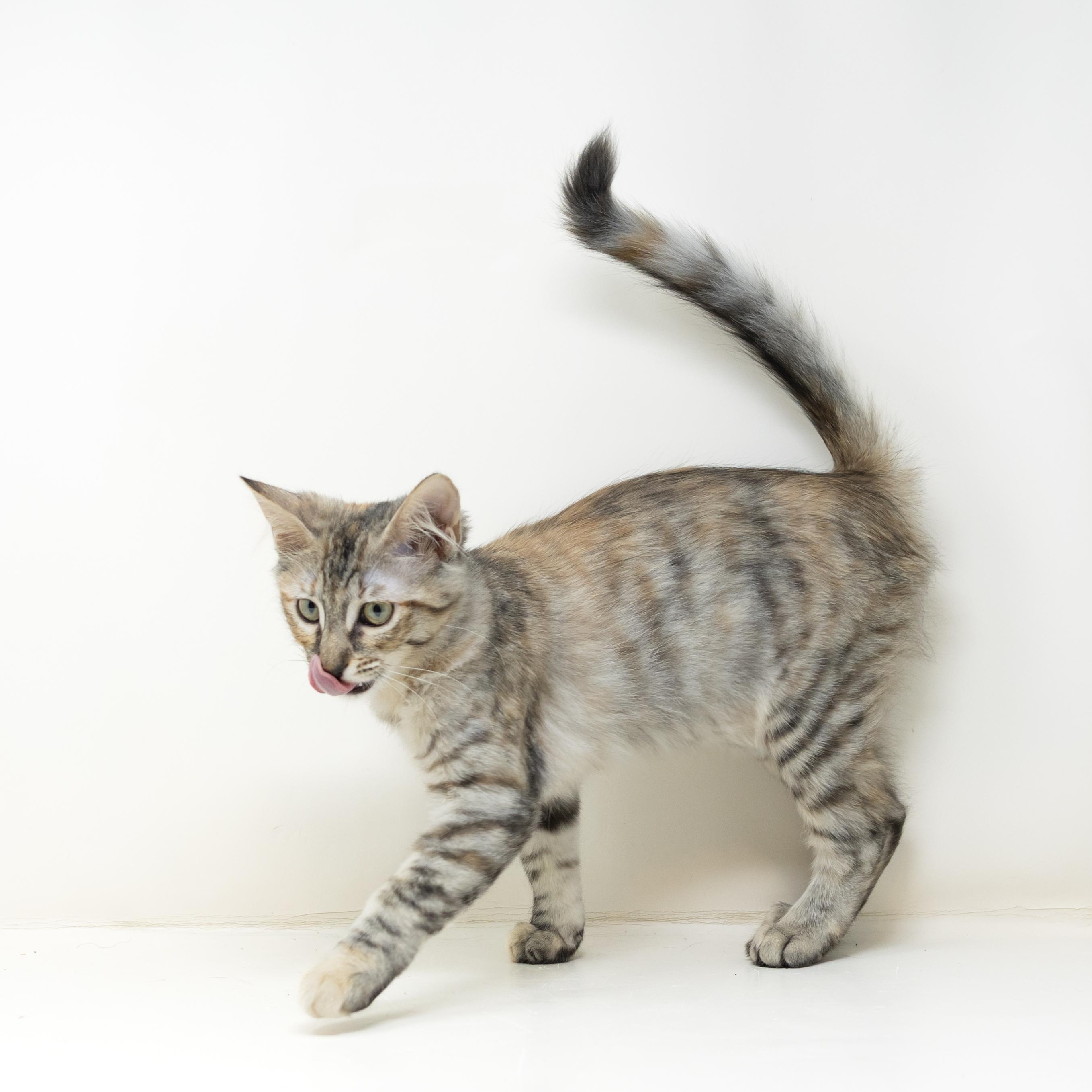 Enlarge Flurry, a Adopted mixed breed in Trophy Club, TX image 6/6
