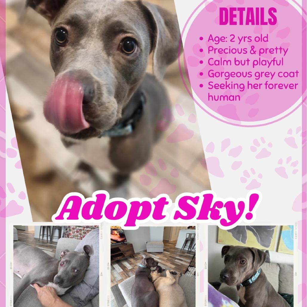 Enlarge Sky, a Adoptable mixed breed in Phoenix, AZ image 1/5