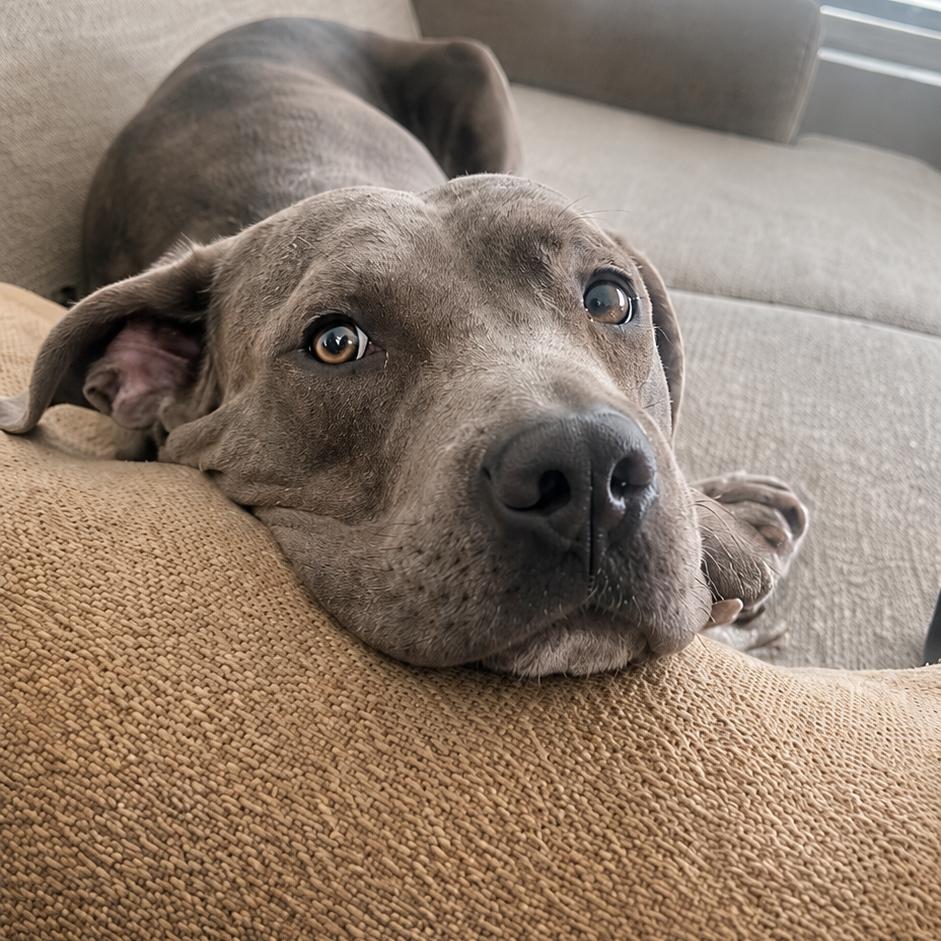 Enlarge Sky, a Adoptable mixed breed in Phoenix, AZ image 1/6