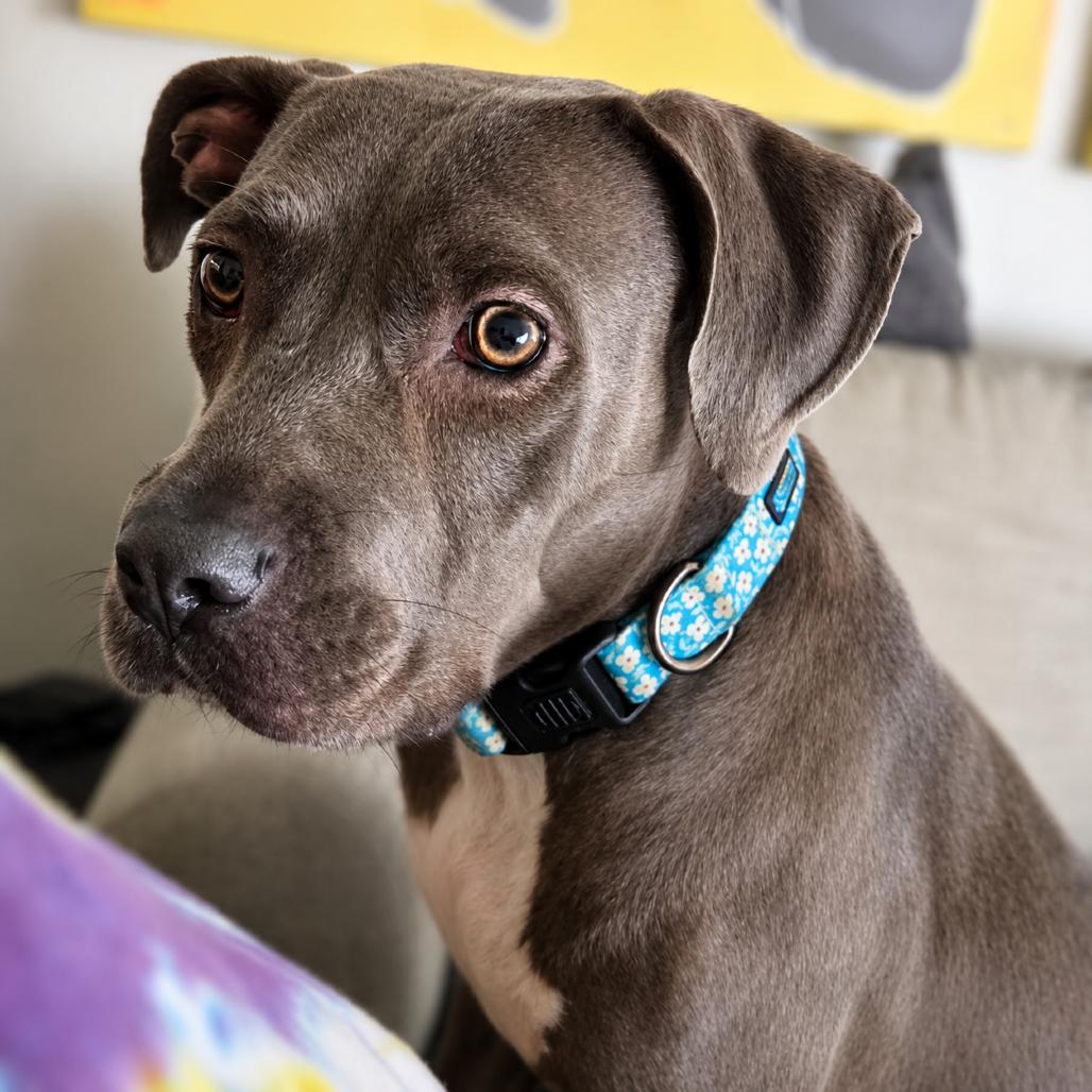 Enlarge Sky, a Adoptable mixed breed in Phoenix, AZ image 2/6