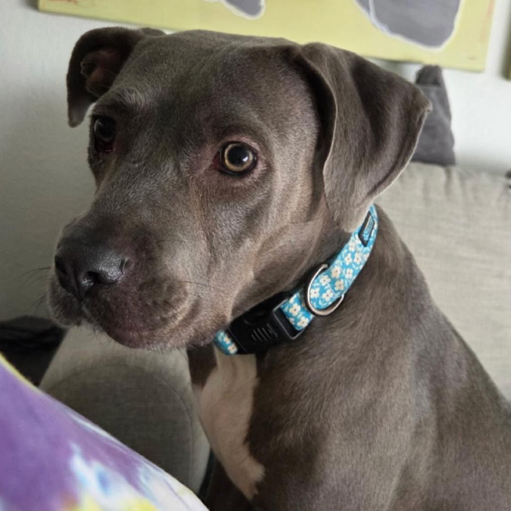 Enlarge Sky, a Adoptable mixed breed in Phoenix, AZ image 3/6