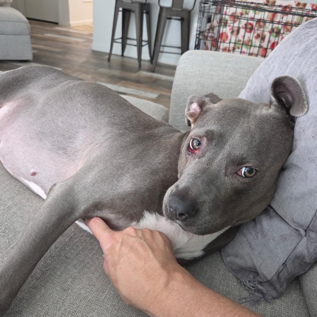 Enlarge Sky, a Adoptable mixed breed in Phoenix, AZ image 2/5