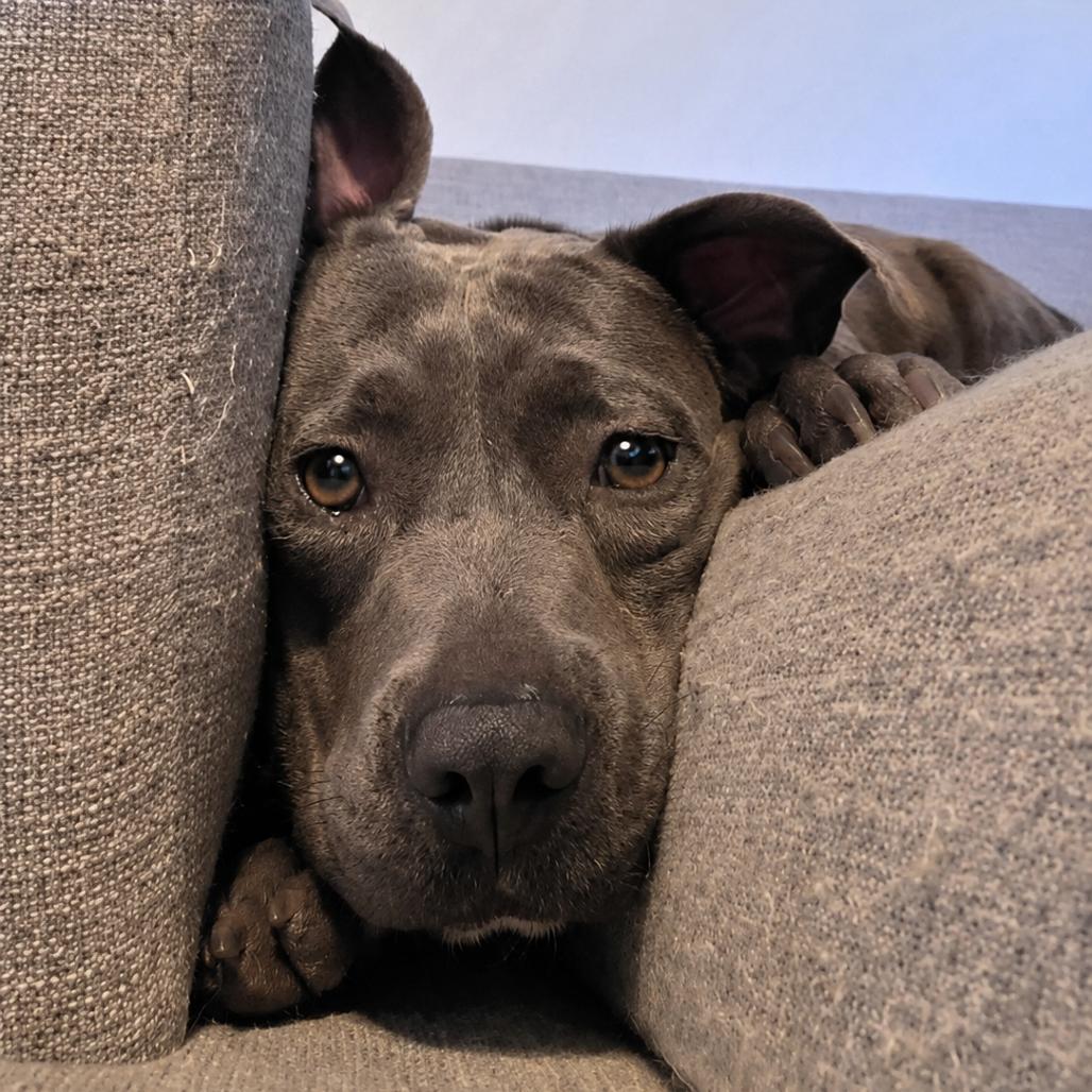 Enlarge Sky, a Adoptable mixed breed in Phoenix, AZ image 3/6