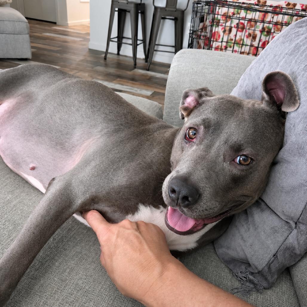 Enlarge Sky, a Adoptable mixed breed in Phoenix, AZ image 4/6