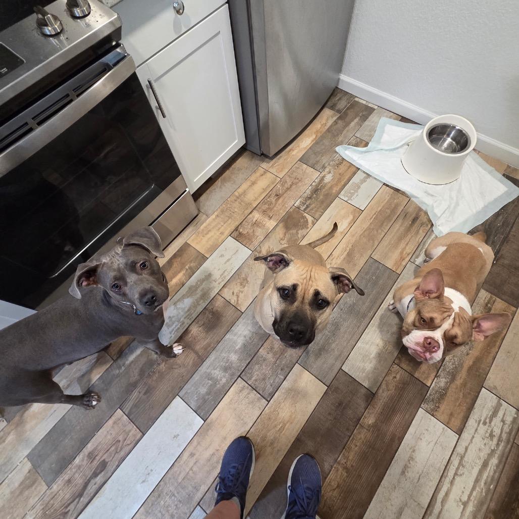 Enlarge Sky, a Adoptable mixed breed in Phoenix, AZ image 3/5