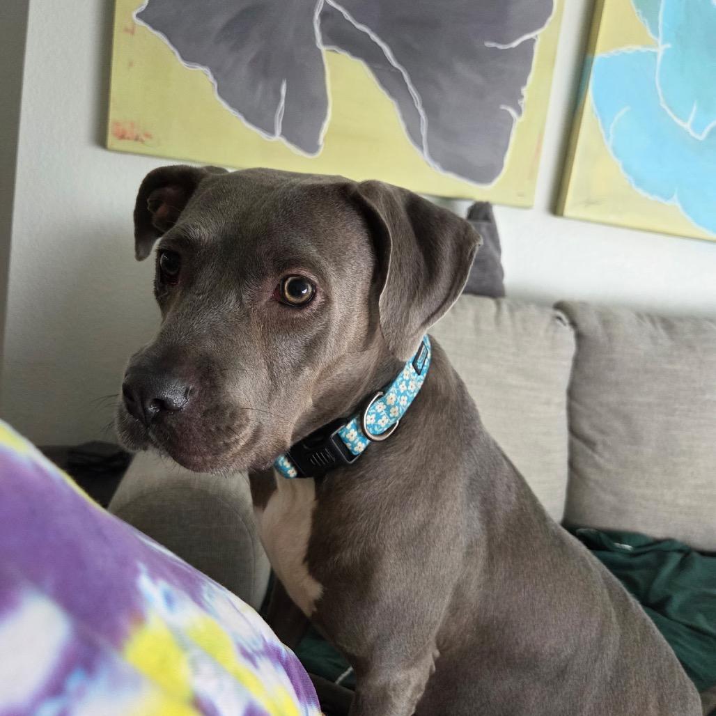 Enlarge Sky, a Adoptable mixed breed in Phoenix, AZ image 4/5